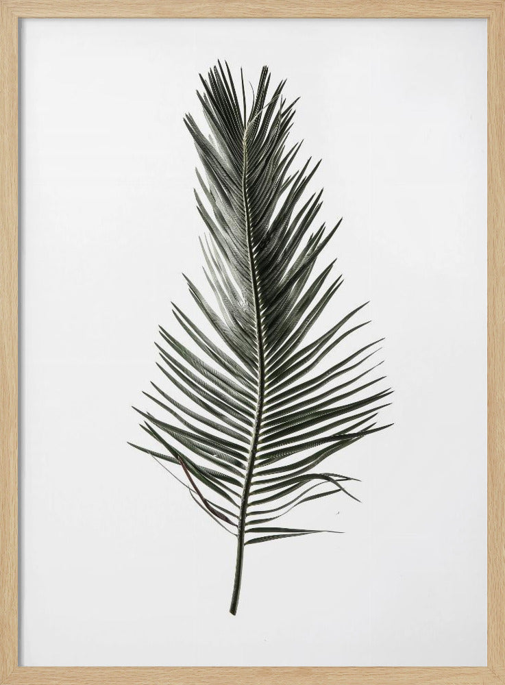 Leaf Study 03 Poster