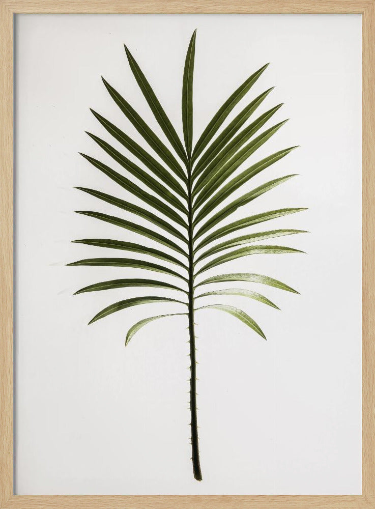 Leaf Study 04 Poster