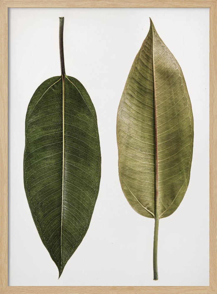 Leaf Study 05 Poster