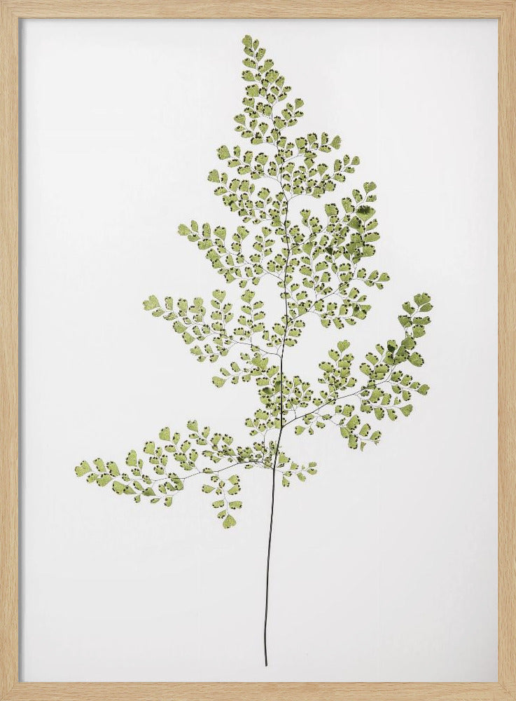 Leaf Study 06 Poster