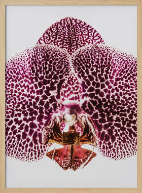 Leopard Orchid Poster