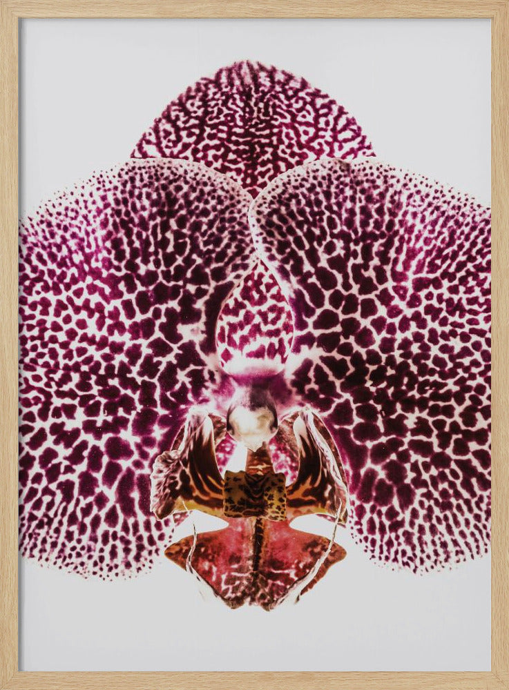 Leopard Orchid Poster