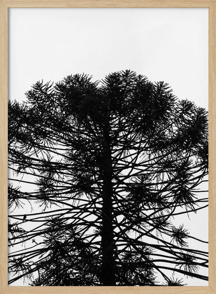 Monkey Puzzle Poster