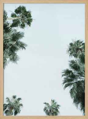 Palm Trees and Blue Skies Poster