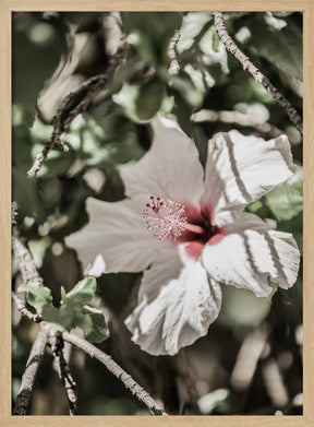 Pale Pink Hibiscus Poster