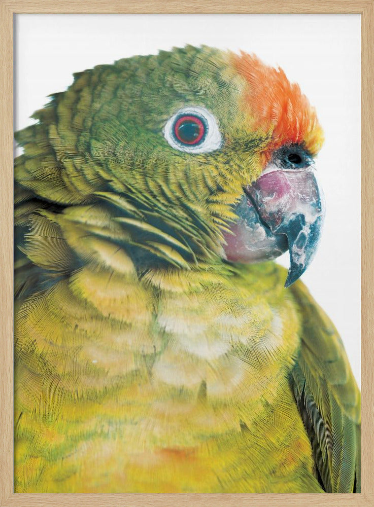 Parrot Poster