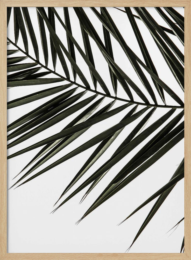 Phoenix Frond Poster