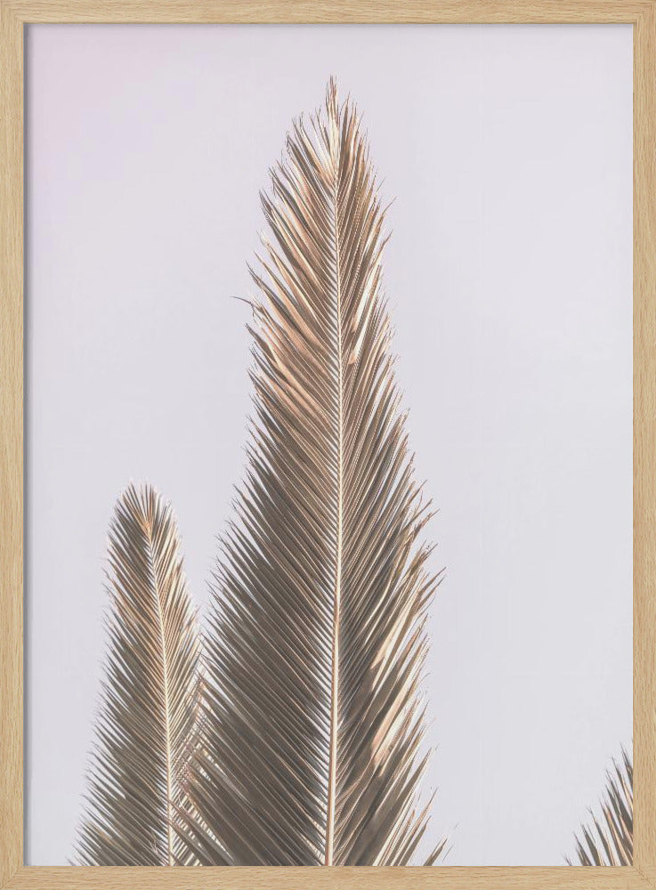 Phoenix Palm Poster