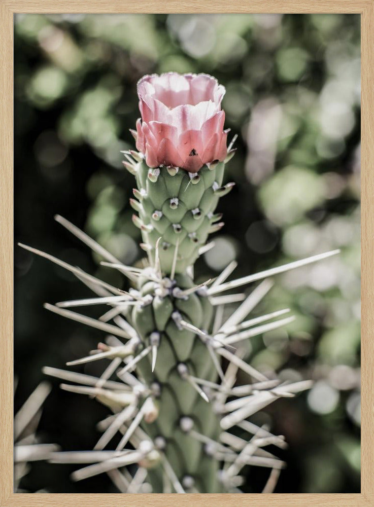 Pink Desert Bloom Poster