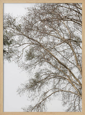 Plain Tree Poster