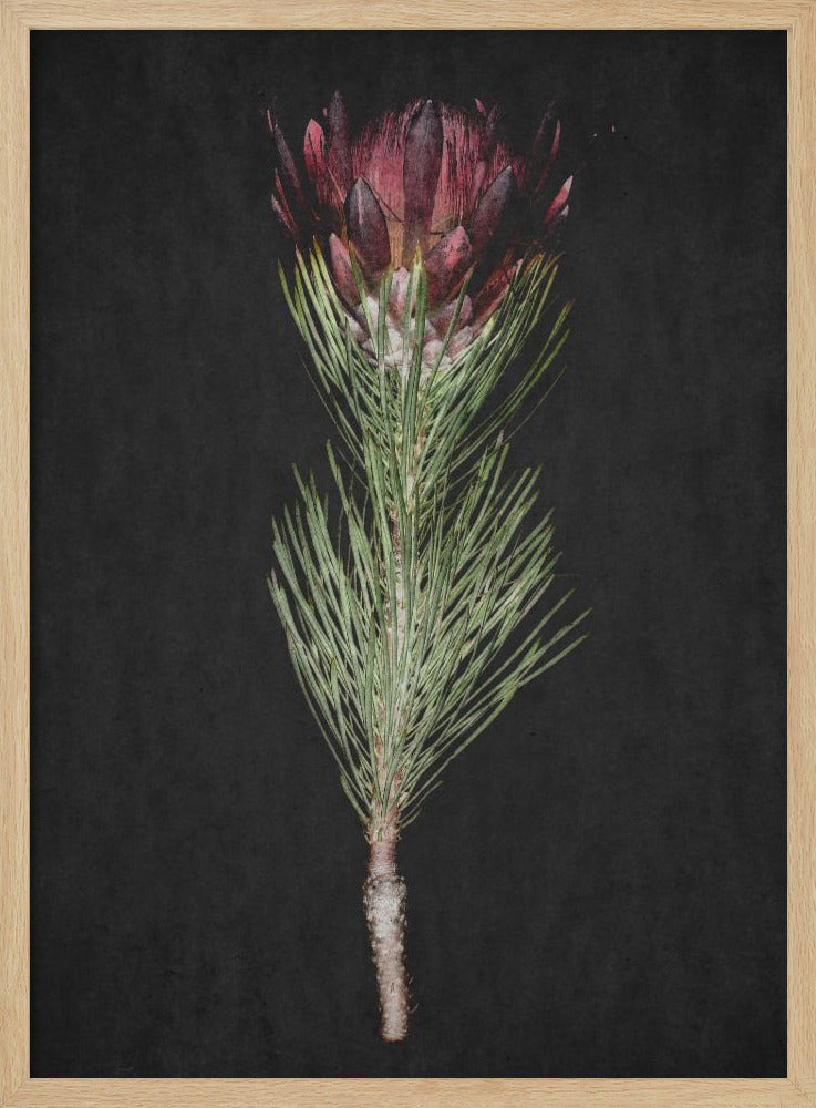 Protea Poster