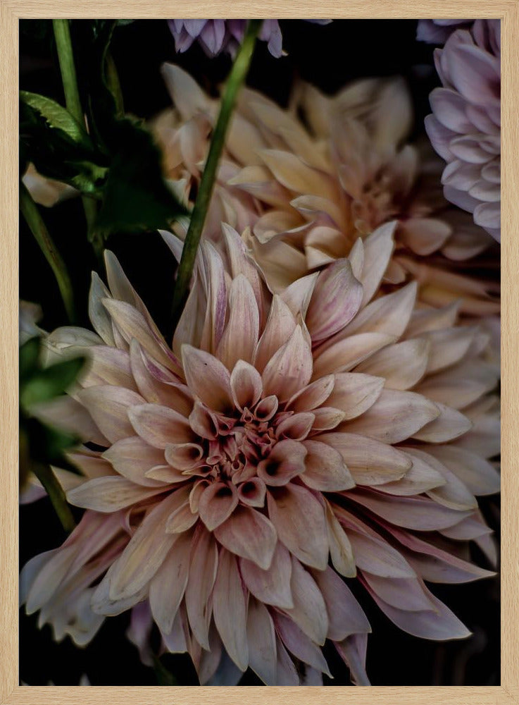 Queen of the Night Poster