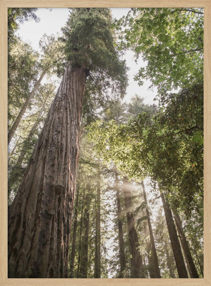 Redwoods Poster