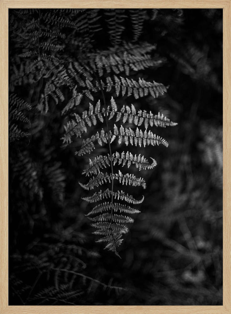 Silver Fern Poster