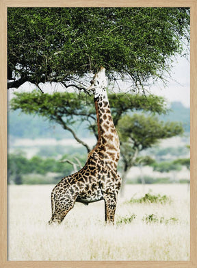 Giraff Stretch In Serengeti Poster