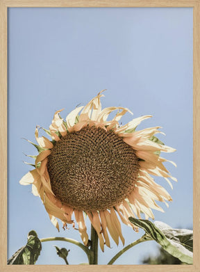 Sunny Bloom Poster