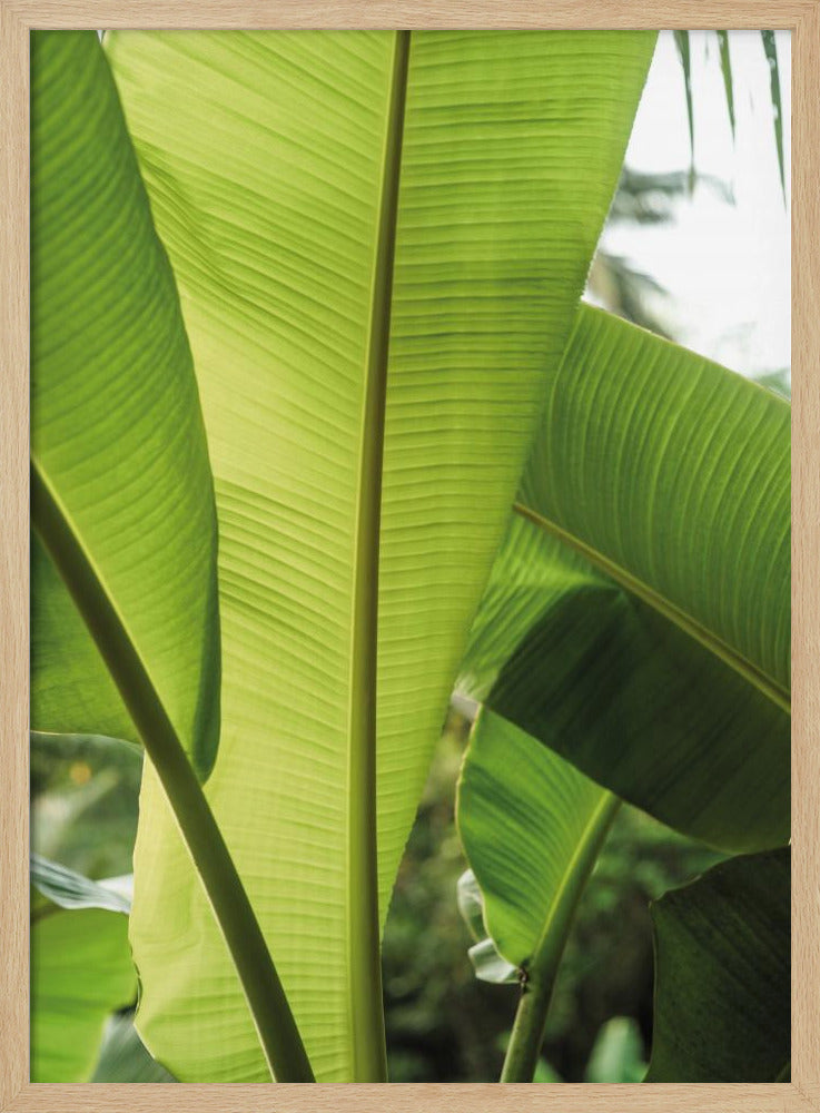 Tropic Bananna Poster