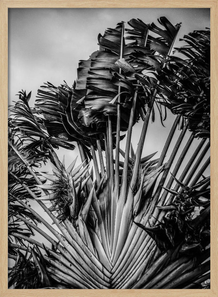 Tropical Dancer Poster