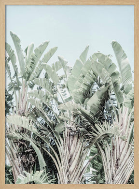 Tropicana Poster