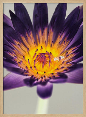 Water Lilly Poster