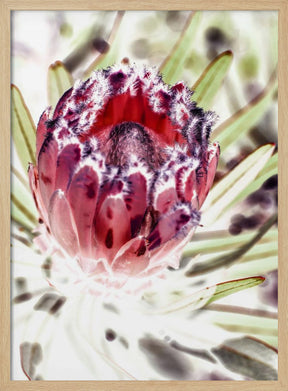 Wild Protea Poster