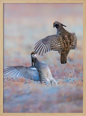 Greater Prairie Chicken-Morning Talking Poster