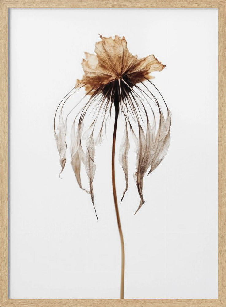 Dry Jelly Fish Flower Poster