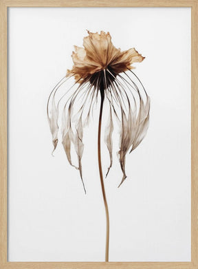 Dry Jelly Fish Flower Poster