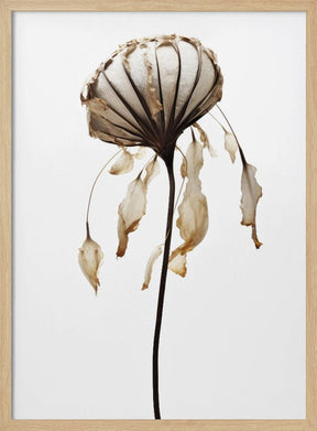 Dry Sea Shell Flower Poster