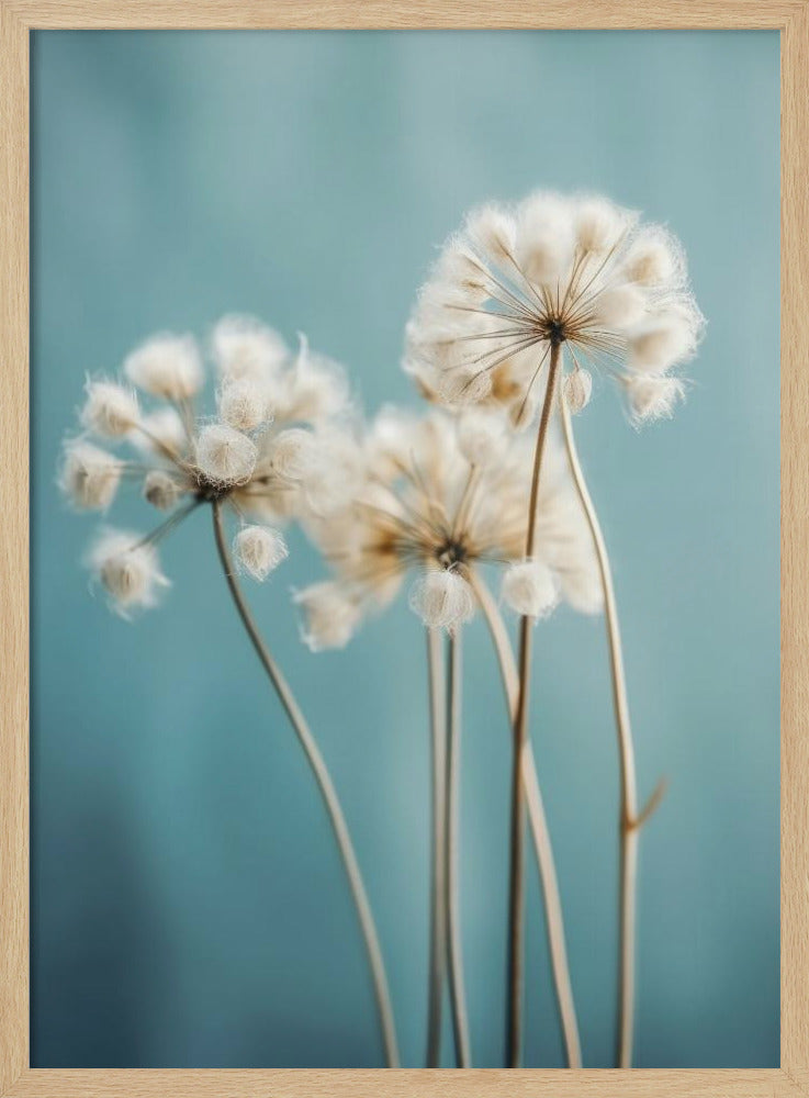 Fluffy Flowers Poster