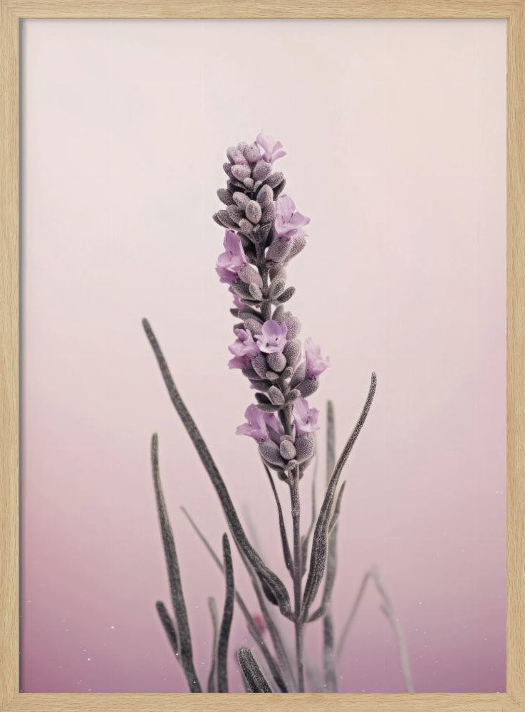 Pastel Lavender Poster