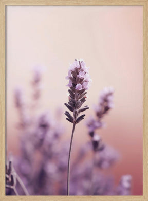 Lavender Detail Poster