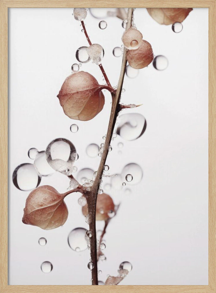 Drops On Leaf Poster