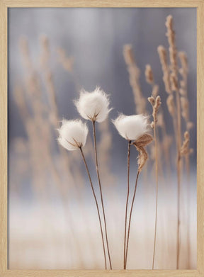 Cotton Flowers Poster