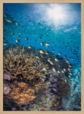 The damselfish against the light Poster