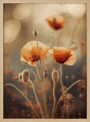 Poppy In Morning Sun Poster