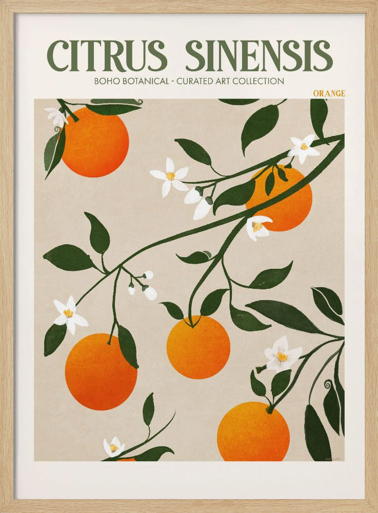 Citrus Sinensis - Orange Poster