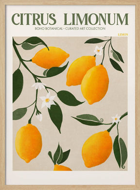 Citrus Limonum - Lemon Poster