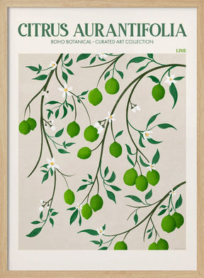 Citrus Aurantifolia - Lime Poster