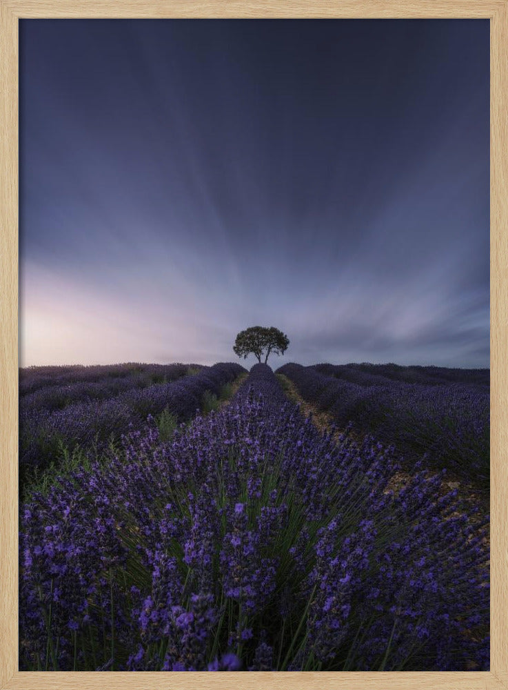 The tree and the lavender Poster