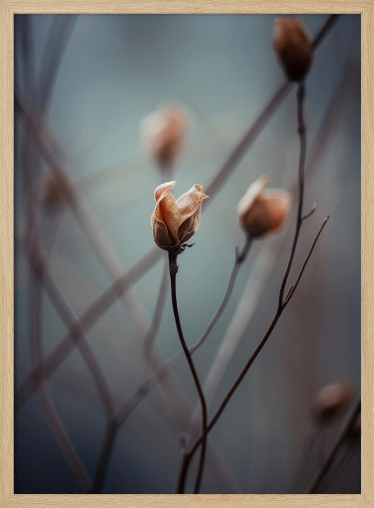 Awakening Beauty Poster