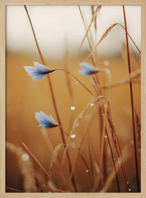 Blue Corn Flowers Poster