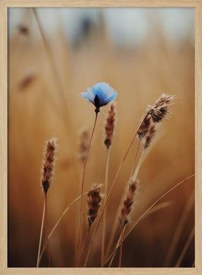 Blue Corn Flower Poster