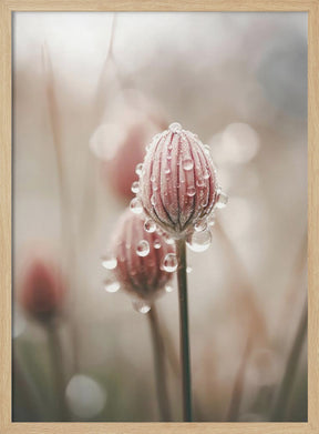 Pastel Nature Macro No 5 Poster