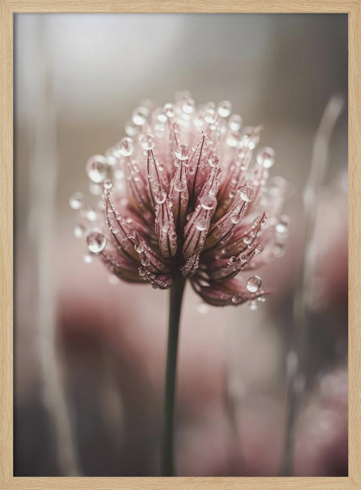 Pastel Nature Macro No 4 Poster