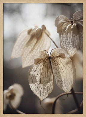 Butterfly Flower Poster