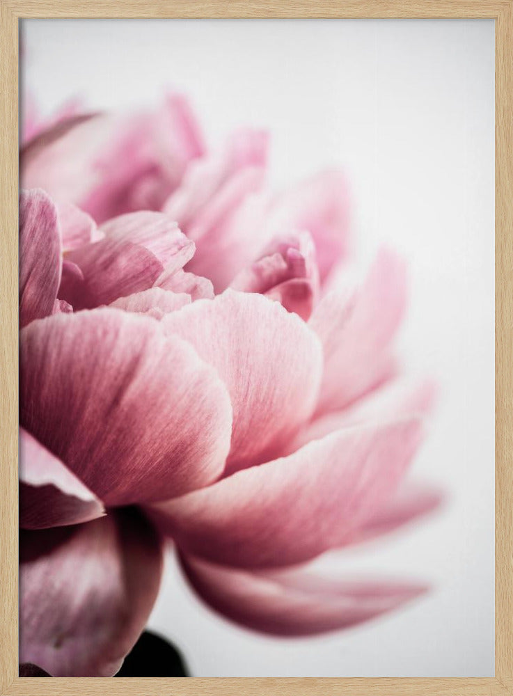 Peony 1 Poster