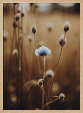 Blue Corn Flowers No 4 Poster