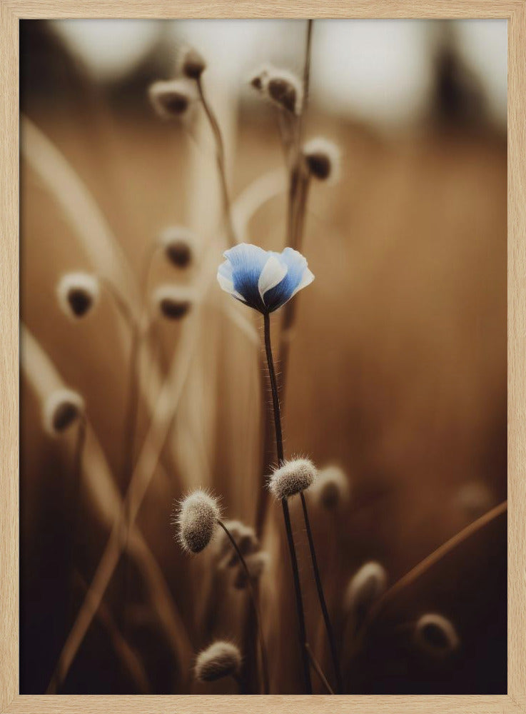 Blue Corn Flowers No 3 Poster