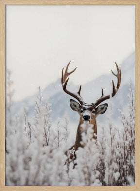 Curious Deer Poster